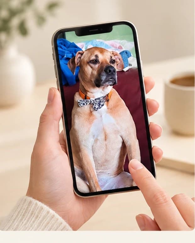 A hand holding a phone showing a photo of a dog, ready to upload