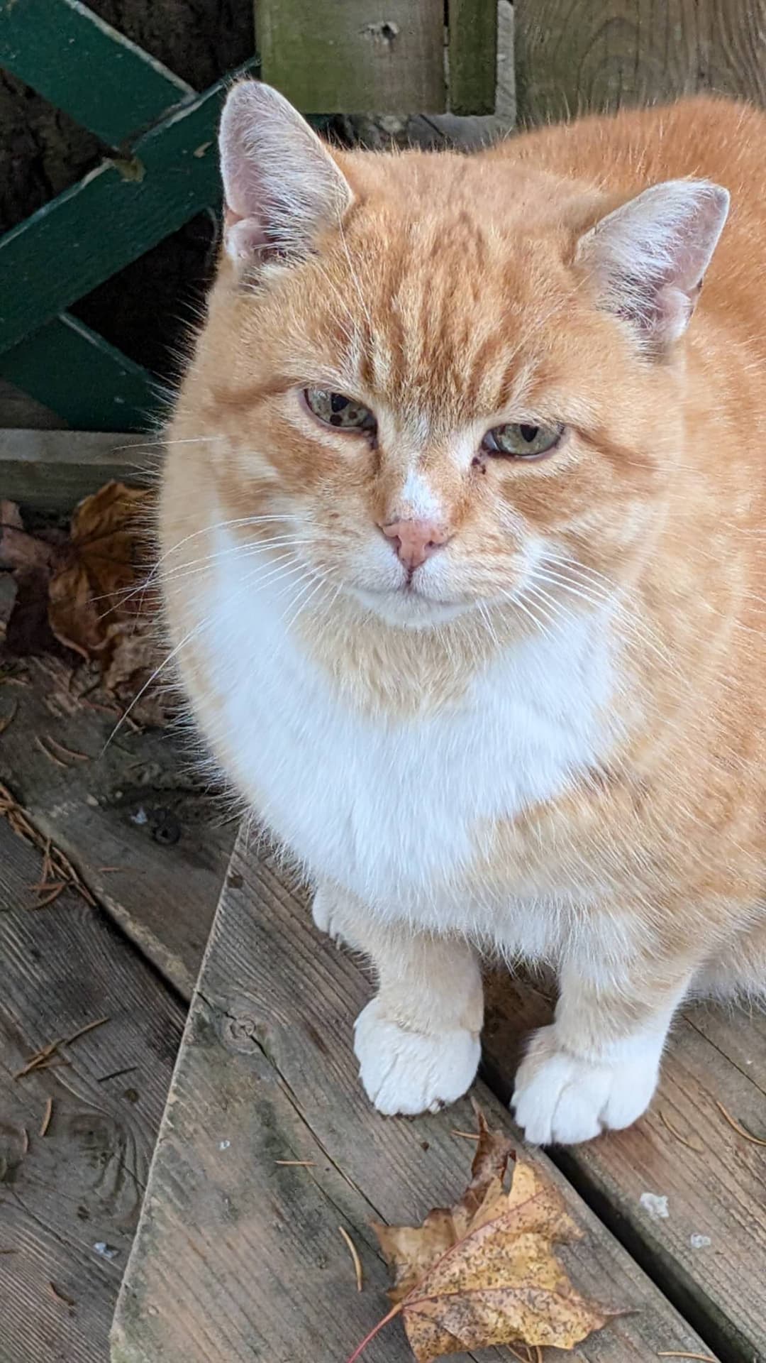 A photo of a cat — the kind of source image a Moroyal keepsake starts from